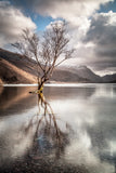 The Lonely Tree, Llanberis - Snowdonia. A bare tree stands alone in the elevated waters of Llyn Padarn in Llanberis. Blue sky and clouds reflected in the still water below. North Wales