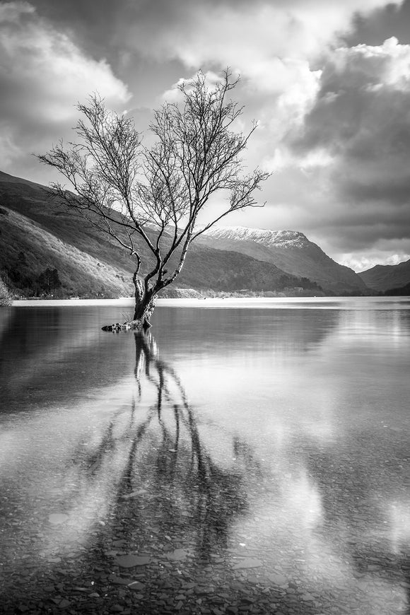 The Lonely Tree B&W
