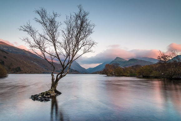 Sunset at Llyn Padarn, Llanberis - North Wales. A lone tree stands in the water of Llyn Padarn whilst the muted pinks and blues of sunset reflect on the surface. Smart Imaging & Framing Landscape Photography