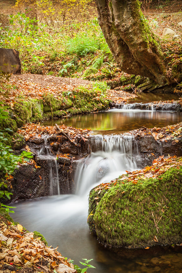 Autumn Stream