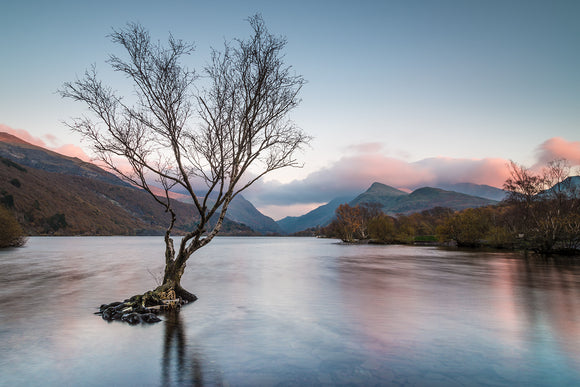 Sunset at Llyn Padarn, Llanberis - North Wales. A lone tree stands in the water of Llyn Padarn whilst the muted pinks and blues of sunset reflect on the surface. Smart Imaging & Framing Landscape Photography