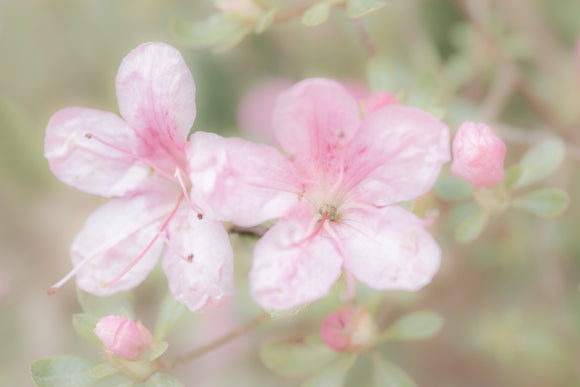 'Pretty in Pink' - Soft Focus Pink Flowers
