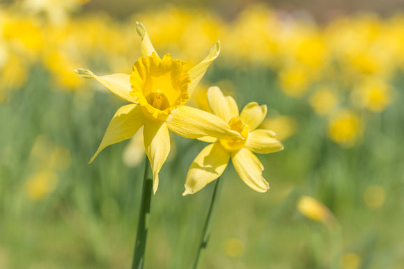 'Field of Gold' - Soft Focus Daffodil Flowers