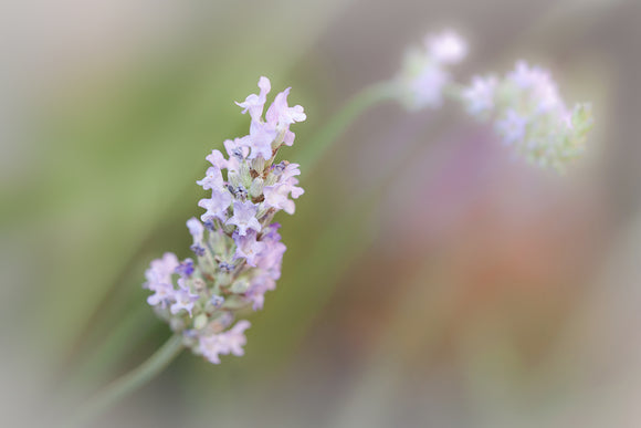'Lavender Bloom' - Soft Focus Lavender Flowers