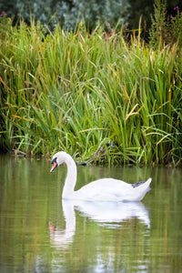 WL0001b - Swan