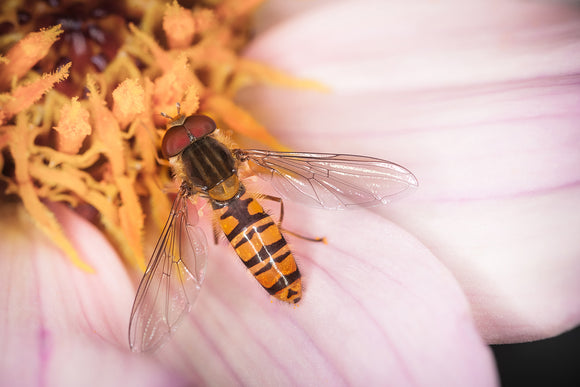 'A Dahlia Day' - Hoverfly on Flower