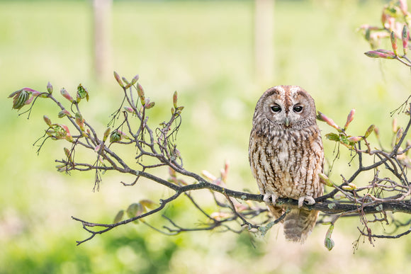 'I See You' - Tawny Owl on a Branch