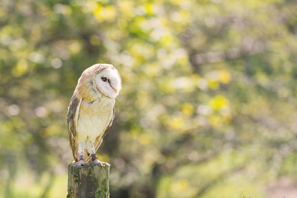 'I Spy' - Barn Owl on Fence Post