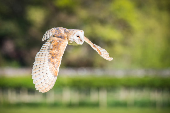 'Flying Free' - Barn Owl in Flight