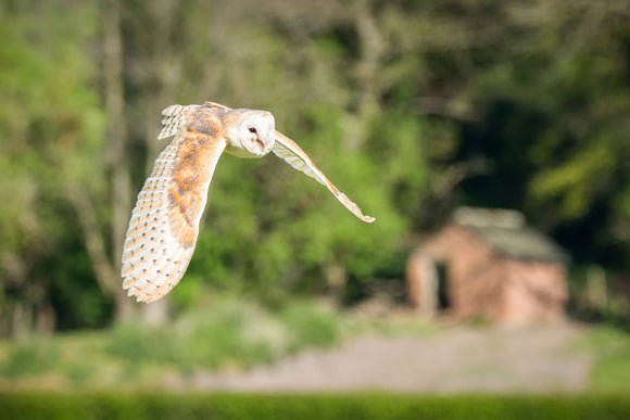 WL0026 - Barn Owl in Flight