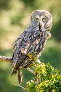 WL0027 - Great Grey Owl