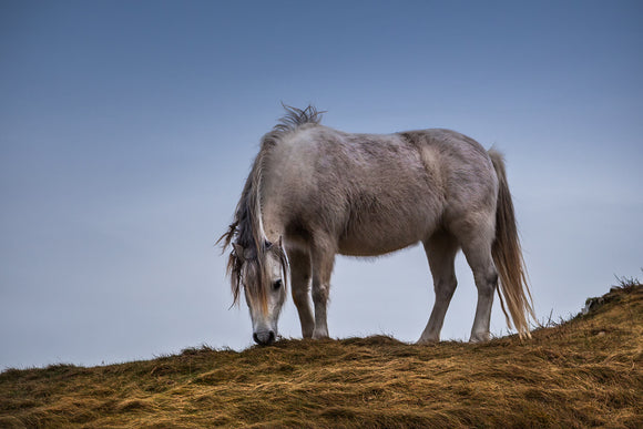 'In The Wild' - Pony on Llanddwyn Island