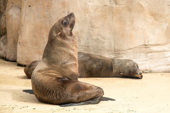 'Sunbathing' - Sea Lion Siesta