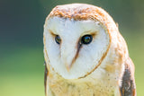 'Portrait No. 1' - Barn Owl