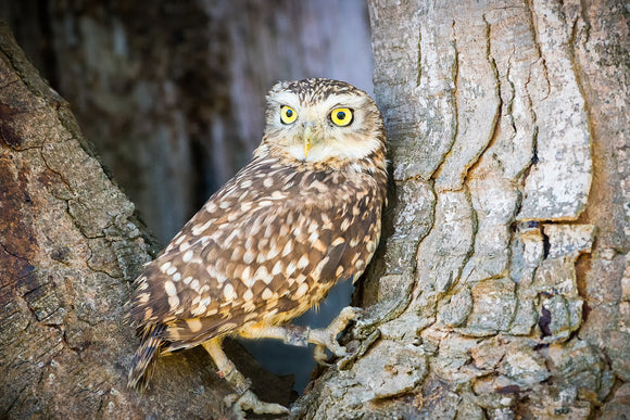 'Strike a Pose' - Burrowing Owl