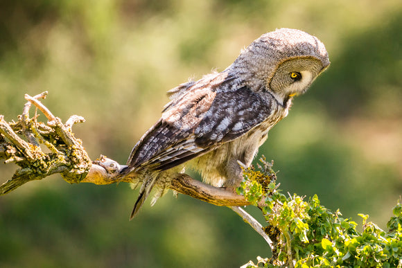 'Watch Out Below'- Great Grey Owl in a Tree