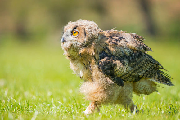 'I'm Off' - Young Owl on Grass