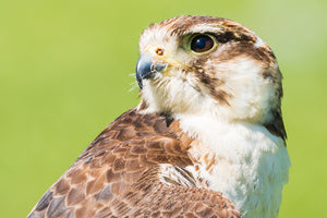 'Portrait No. 1' - Female Kestrel