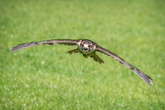 'Incoming' - Hawk in Flight