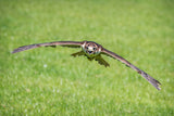 'Incoming' - Hawk in Flight