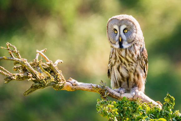 WL0040 - Great Grey Owl