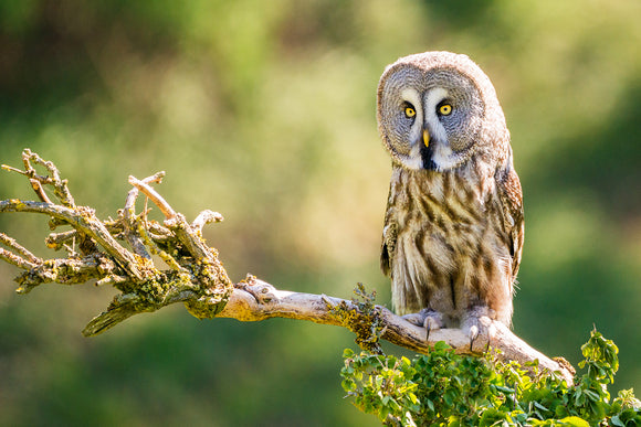 'In the Distance' Great Grey Owl Sitting on a Tree Branch North Wales