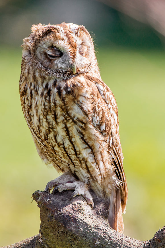 WL0049 - Tawny Owl